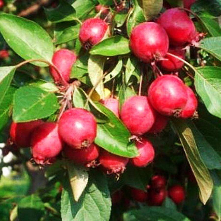 Разновидности яблонь китаек: красная, долго, керр, желтая, сливолистная и другие
