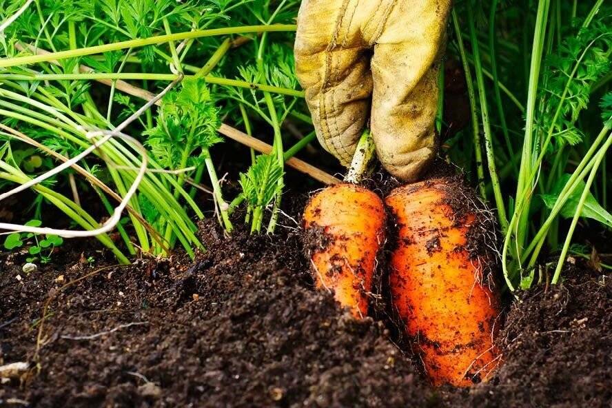 Советы, способы и рекомендации как хранить морковь