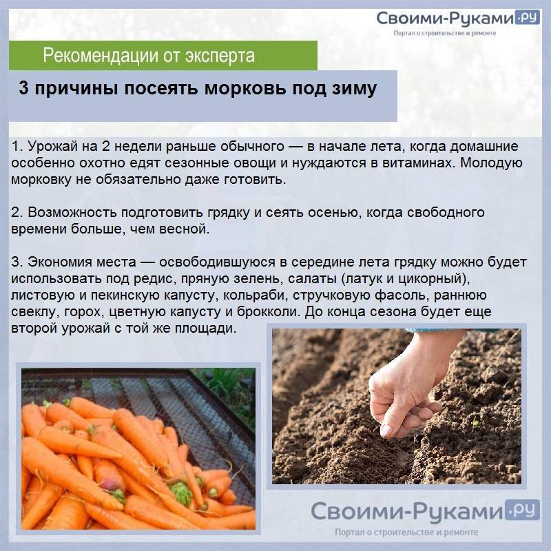 Как посеять морковь под зиму? когда и как сажать морковку осенью? — ботаничка