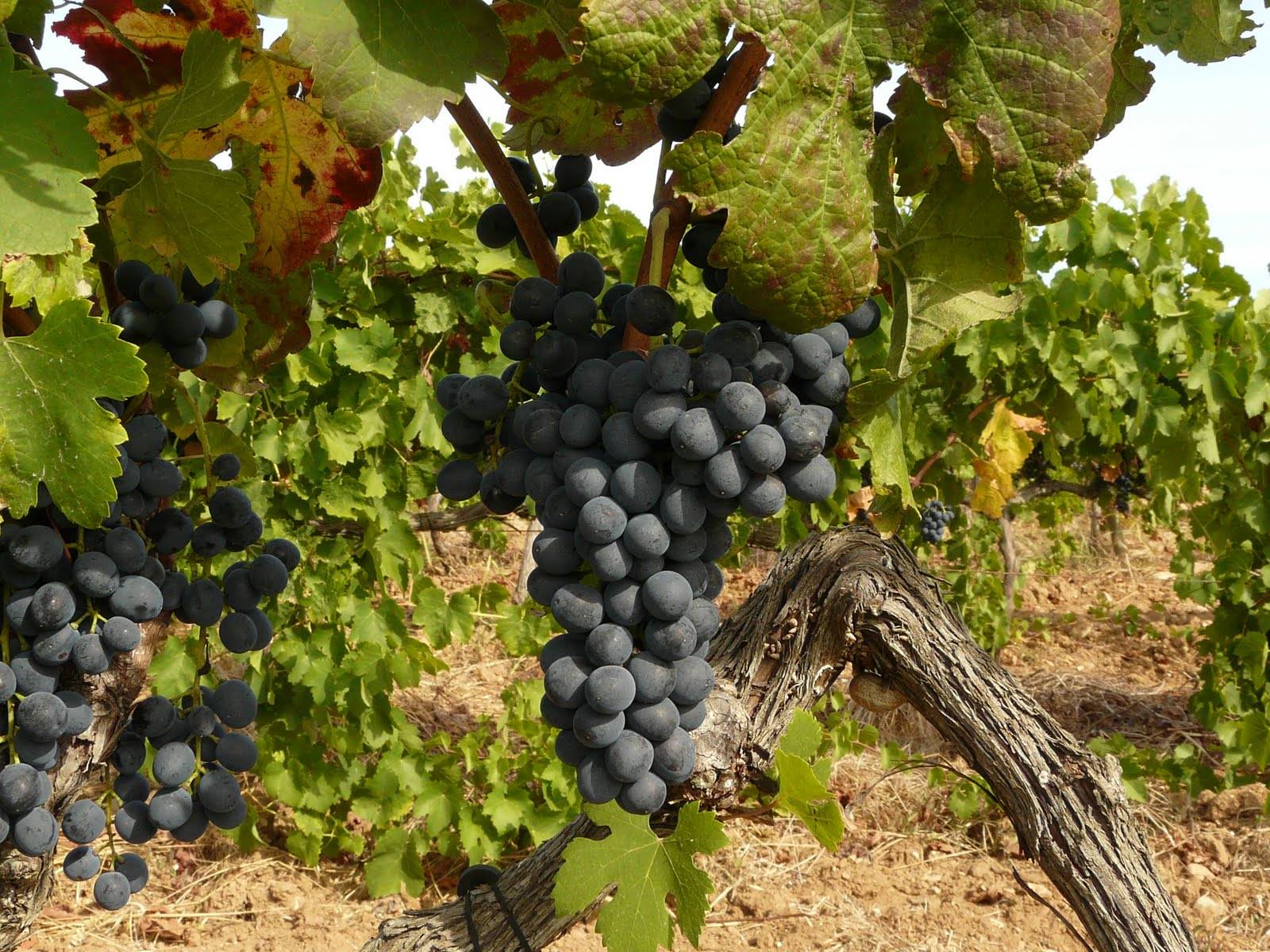 Виноград сира: описание сорта и его фото, характеристика и особенности