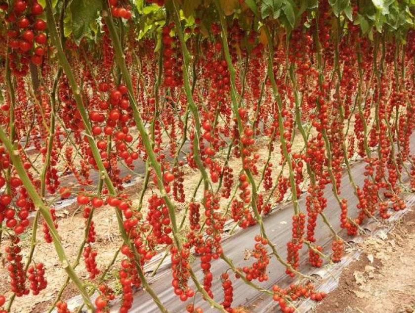 Семена томат рапунцель косы золотые: описание сорта, фото