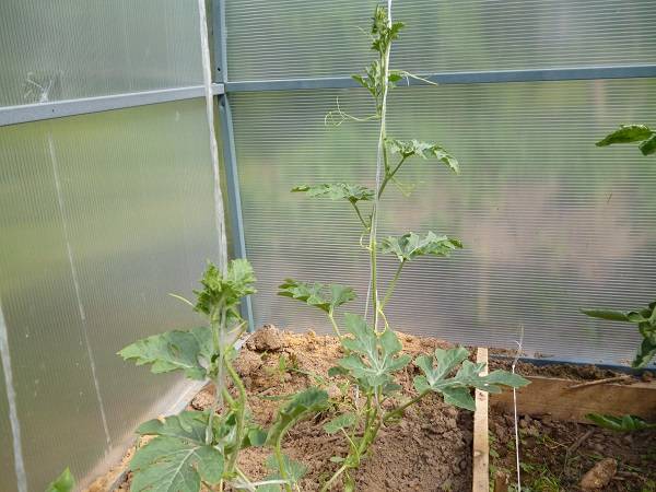 Арбузы и дыни в теплице: правильное выращивание, как сажать, поливать, формировать, фото, видео – тепличные советы