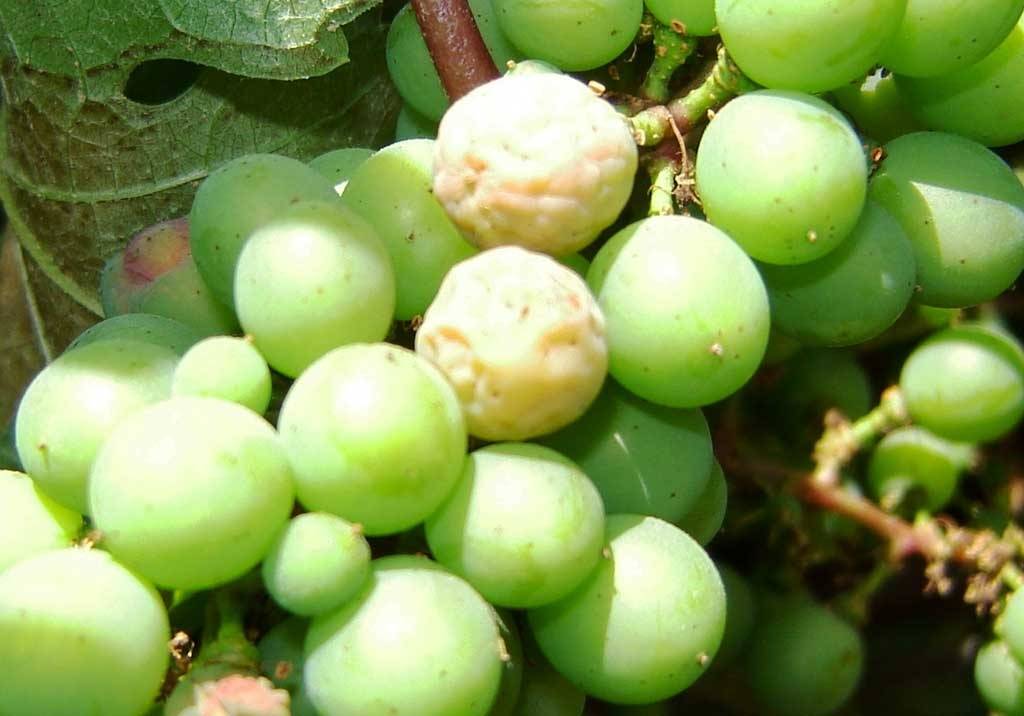 Серая гниль на винограде: как бороться, чем лечить