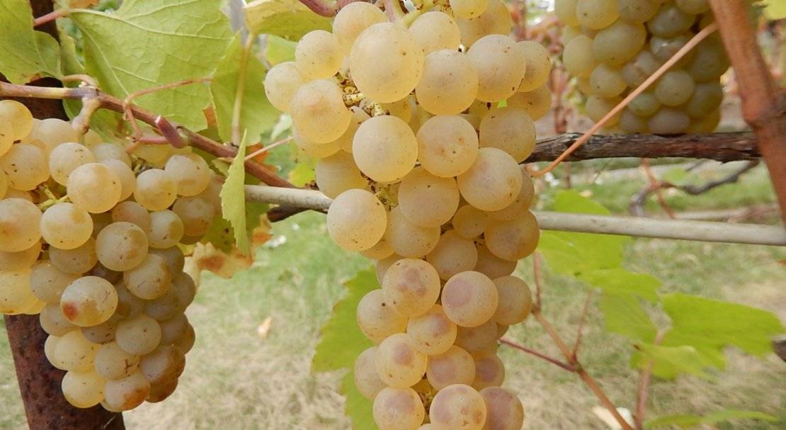 Сорт винограда тайфи белый