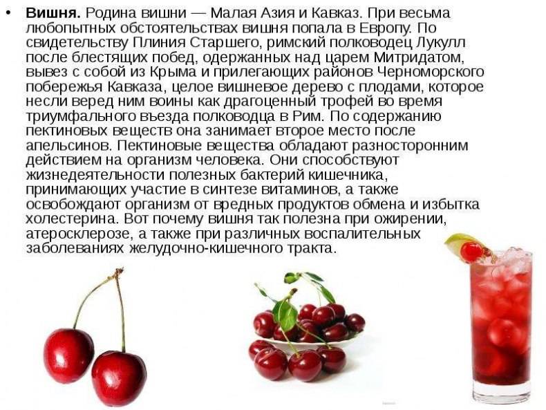 Вишня: полезные свойства ягоды | food and health