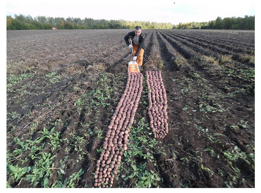 Урожайность картофеля в странах мира и россии