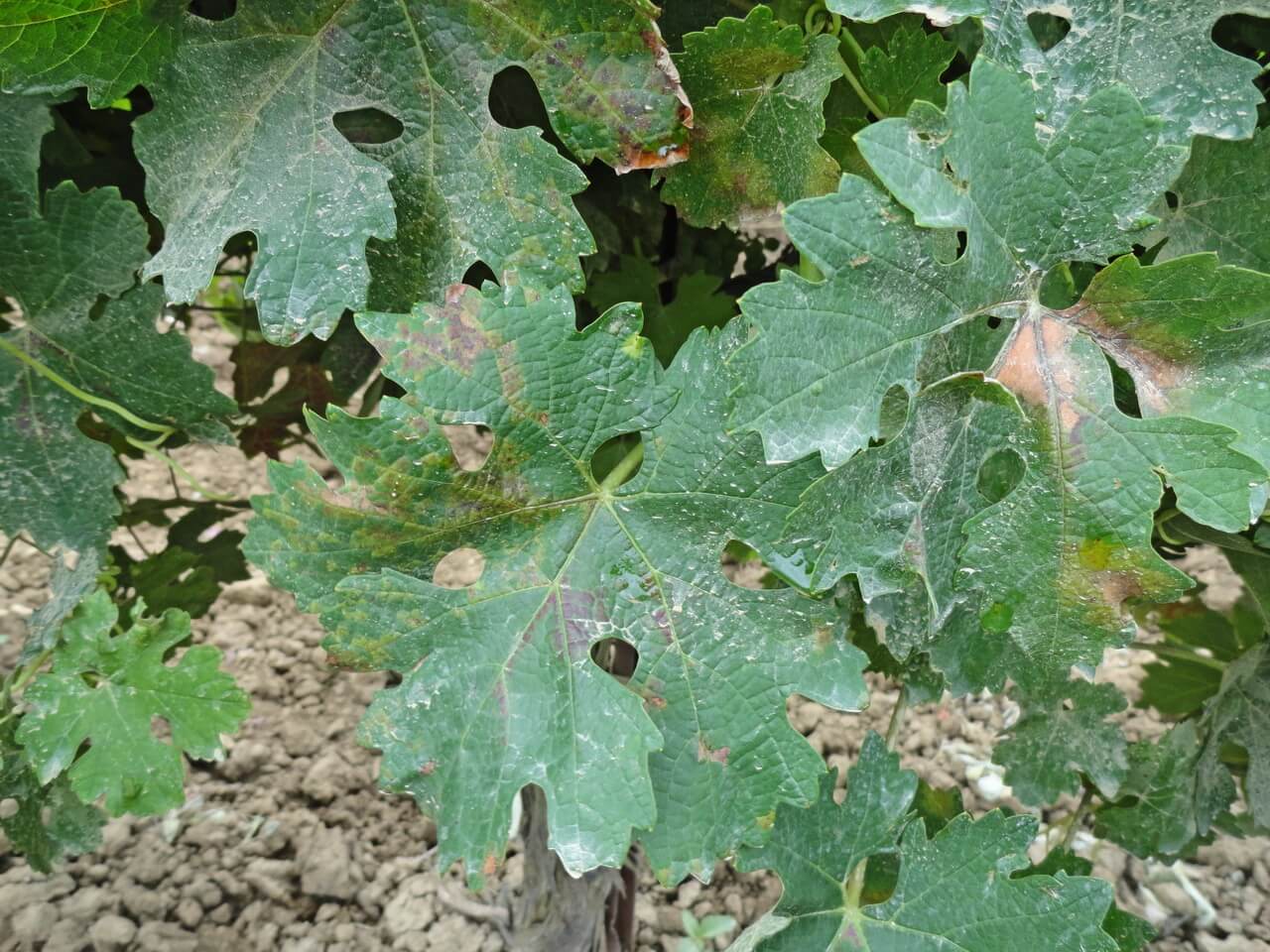 Мильдью и оидиум на винограде: меры комплексной борьбы, обработка