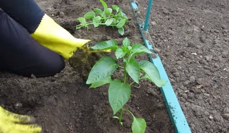 Выращивание перца в открытом грунте – технология и агротехника