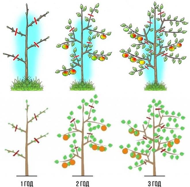 Обрезка яблонь: схемы и правила формирование дерева весной и осенью