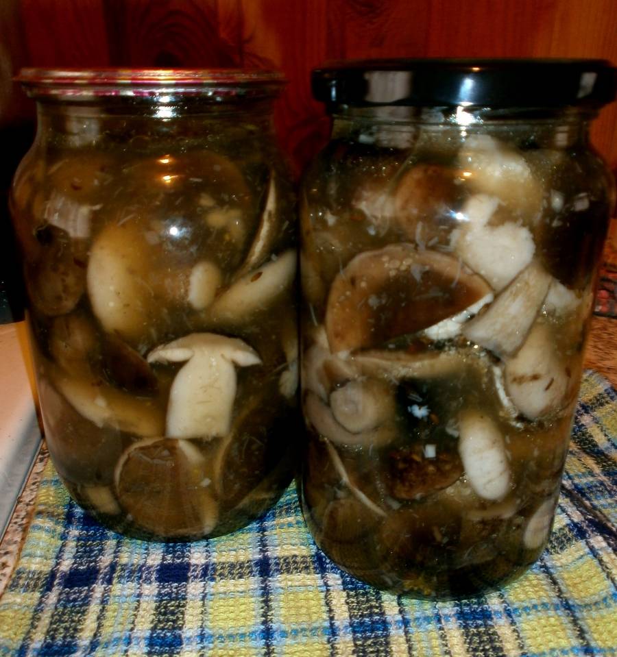 Собираем и маринуем белые грибы - рецепты маринованных грибов