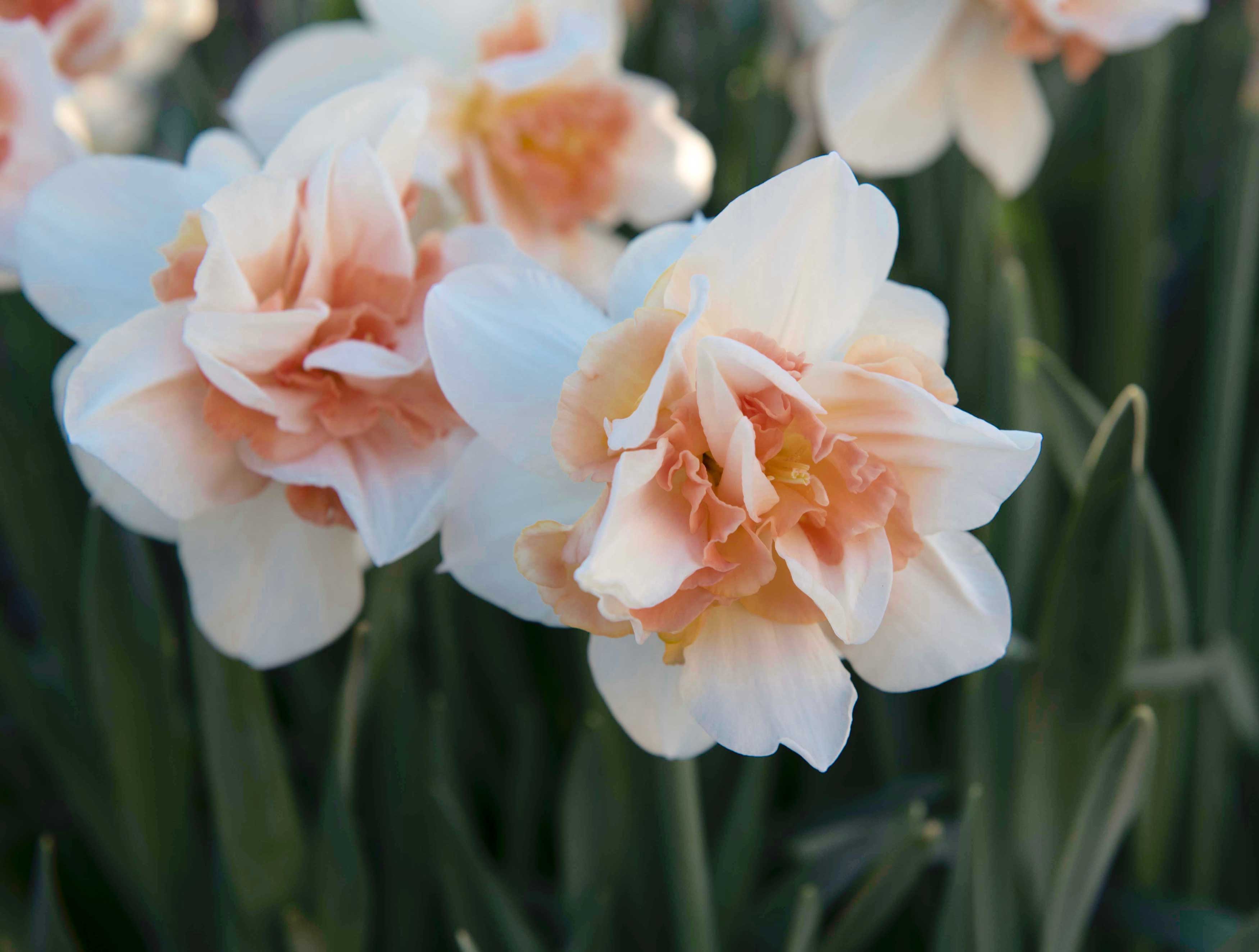 Нарцисс рози клауд фото и описание