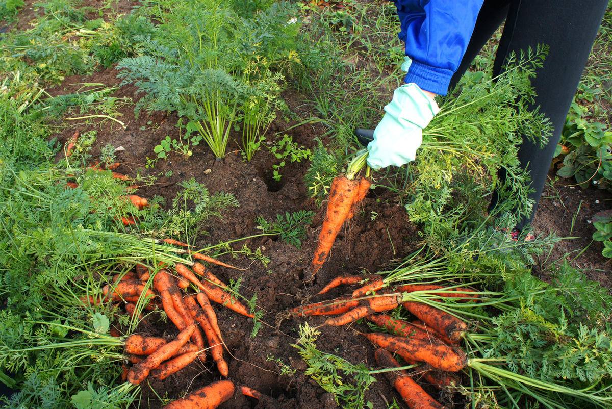 Сбор моркови