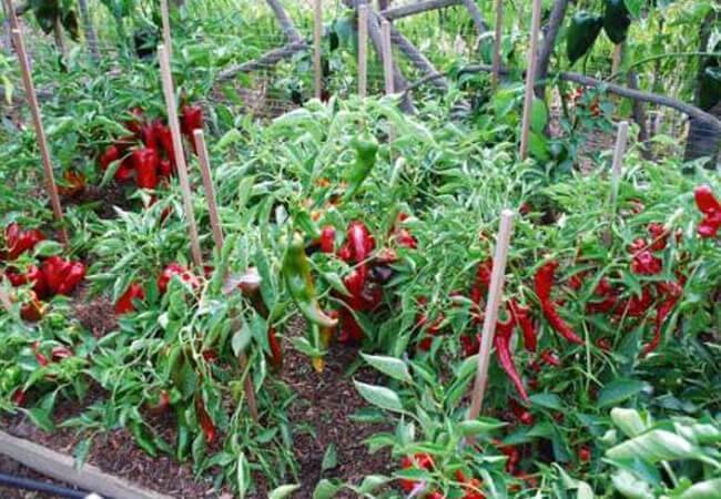 Особенности выращивания горького перца в открытом грунте: выбор семян, время посадки и уход за рассадой