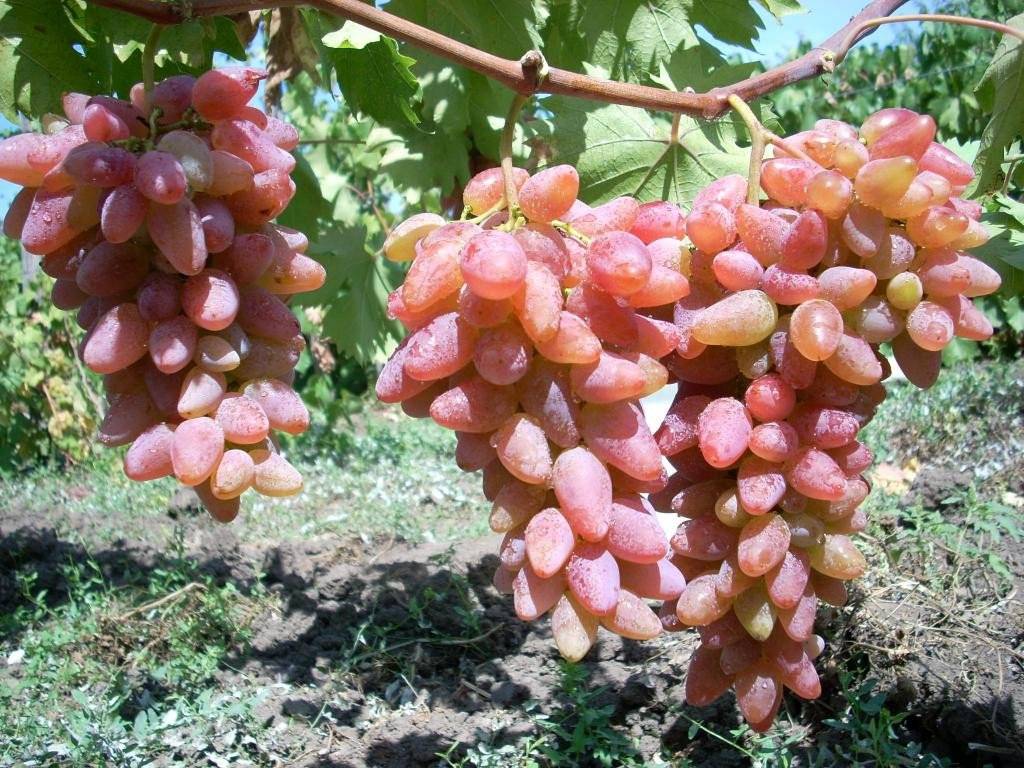 Дубовский красный — гибридная форма винограда