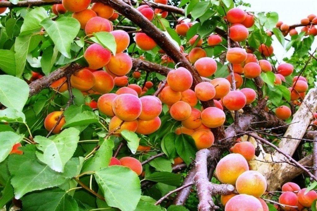 Описание 11 лучших зимостойких сортов абрикосов для урала, посадка и уход
