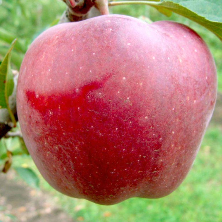Яблоки ред чиф: описание и характеристики сорта, выращивание и уход с фото