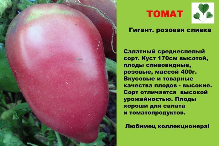 Томат «розовый гигант» - для тех, кто любит большие помидоры