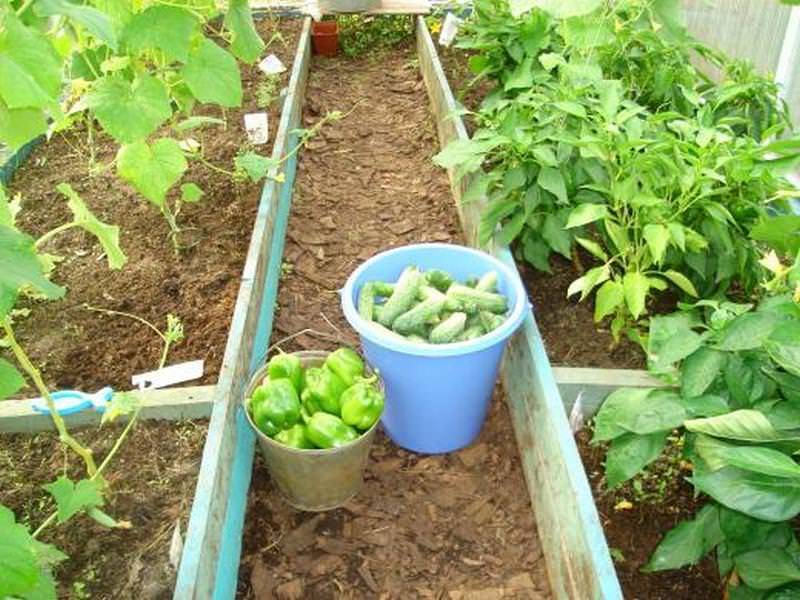 Можно ли в одной теплице выращивать перец, помидоры и огурцы