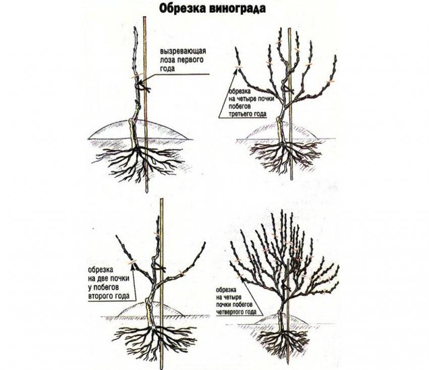 Когда начинает плодоносить виноград после посадки - дневник садовода semena-zdes.ru