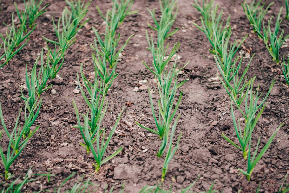 Выращивание ярового и озимого чеснока: технология посадки и ухода за чесноком в открытом грунте