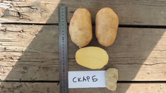 Картофель скарб (описание сорта) выращивание, урожайность, фото