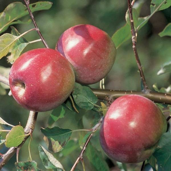 Характеристики яблок сорта джонаголд