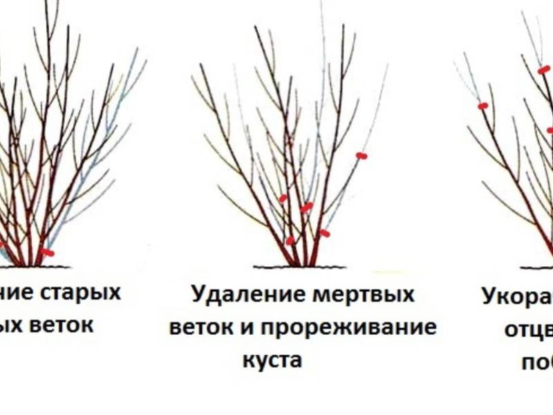 ᐉ дерево миндаль: посадка и уход, фото, выращивание, обрезка, прививка, виды и сорта - roza-zanoza.ru