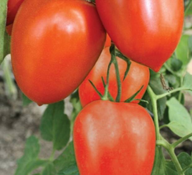 Гибрид с отличной продуктивностью — томат розовая империя f1: описание сорта и характеристики