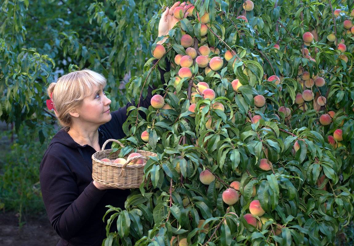 Персик посадка и уход в средней полосе. особенности выращивания персиков в средней полосе | зелёный сад