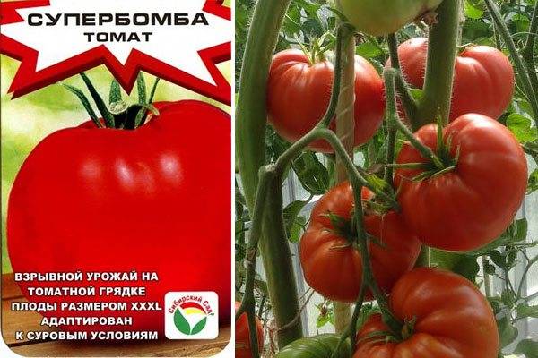Томат супербомба: отзывы тех кто сажал помидоры об их урожайности,характеристика и описание сорта, видео и фото семян сибирский сад