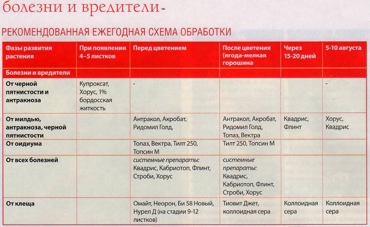 Схема защиты винограда от болезней и вредителей