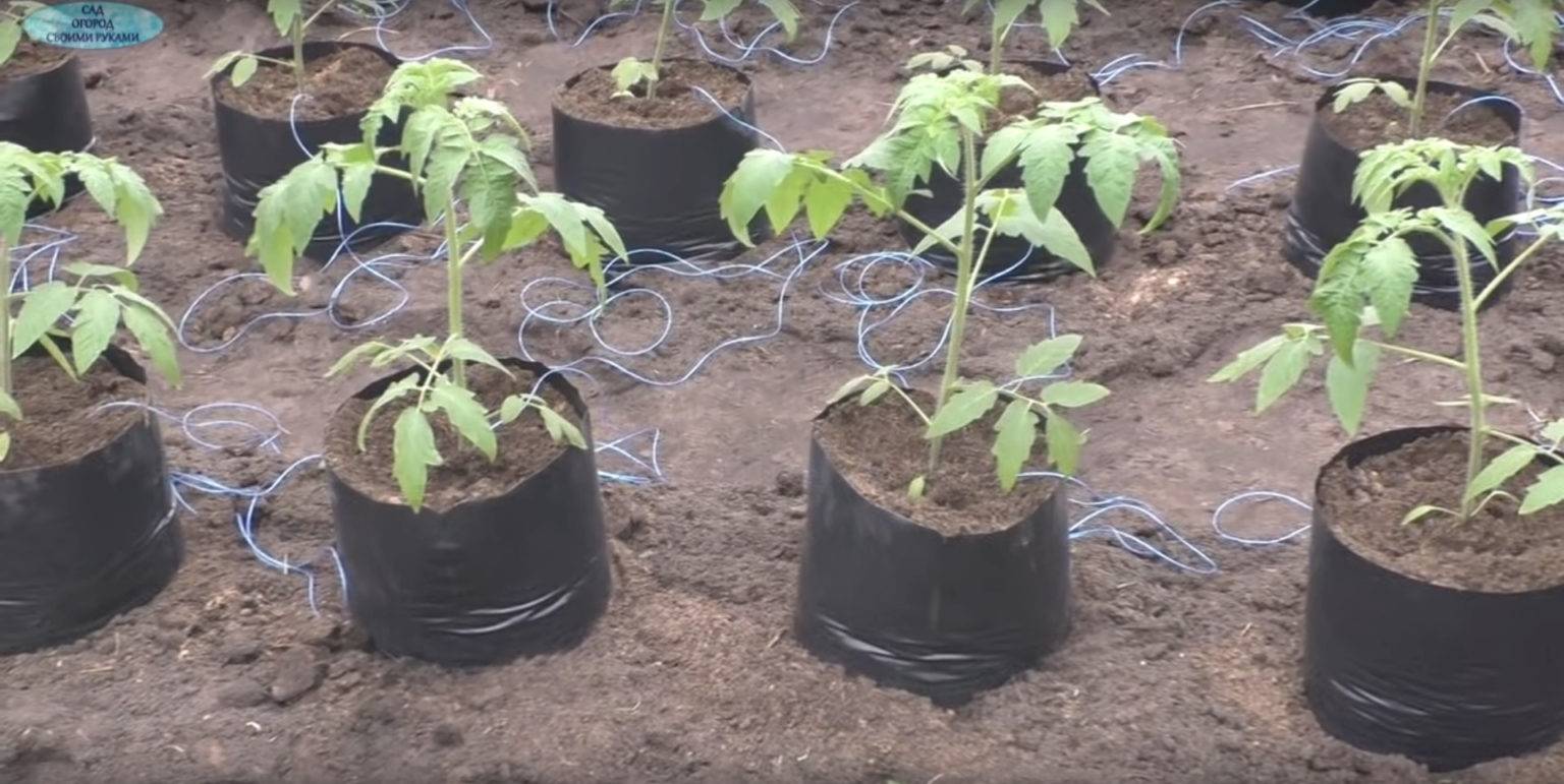 Выращивание помидоров для начинающих. Септрориоз рассада томат. Высаживание рассады томатов. Высадка рассады помидор в открытый грунт. Рассада помидор в мешках.