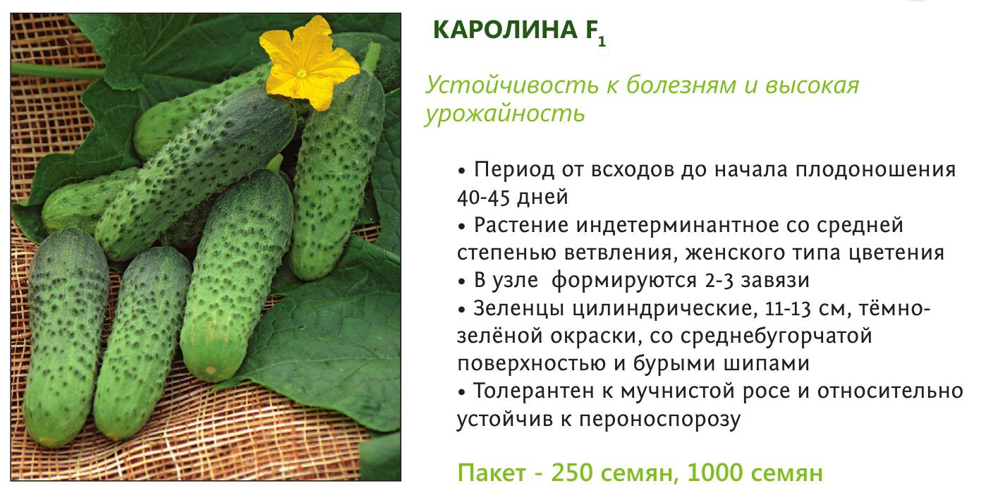 Огурец клавдия f1: описание, достоинства, технология выращивания рассады, прямой посев семян, уход, отзывы