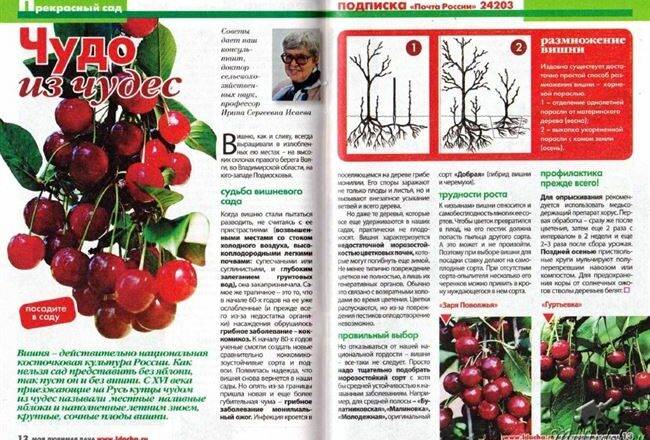 Вишня тамарис: описание сорта, фото, отзывы, опылители и практические советы от опытных садоводов