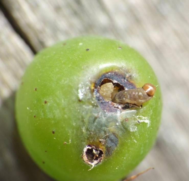 Вредитель листовертка: как бороться на яблоне, груше, фото, препараты и средства