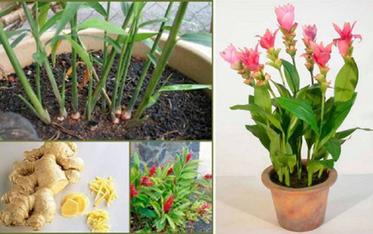 Выращивание имбиря из корня в домашних условиях и рекомендации по уходу за растением