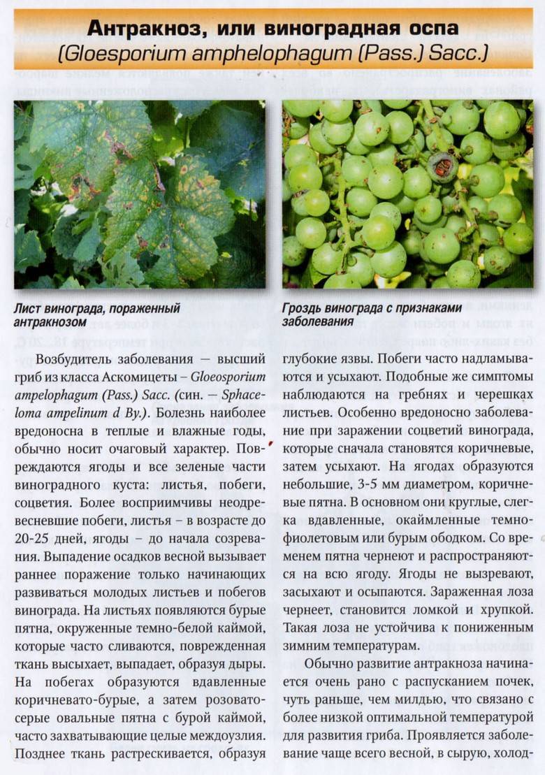 Топ-6 главных болезней винограда – 32 фото с описанием
топ-6 главных болезней винограда – 32 фото с описанием