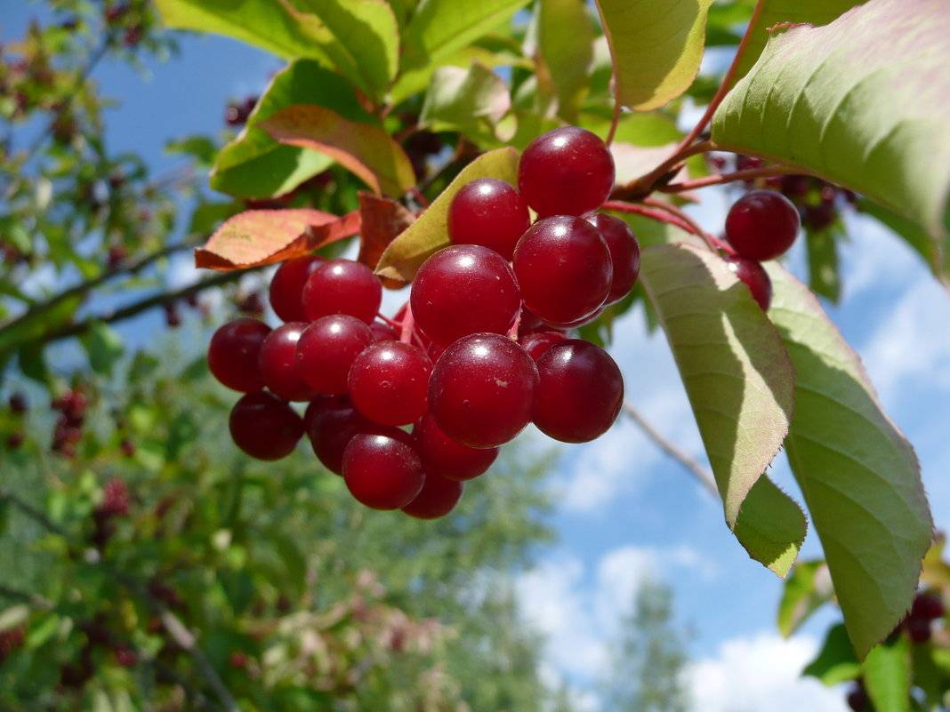 Церападус: использование целебных ягод » садоводство для начинающих