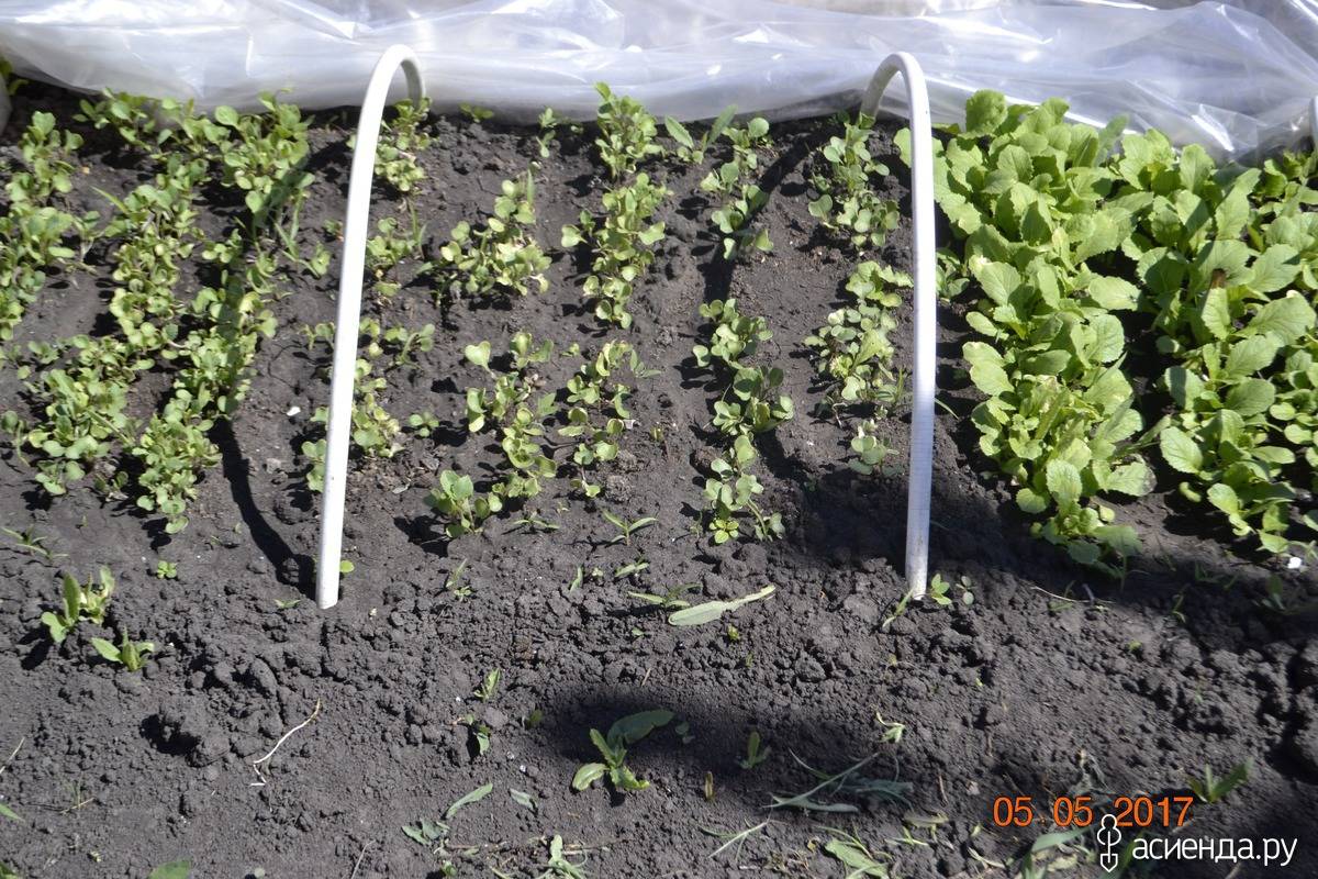 Как вырастить цветную капусту в открытом грунте – от посадки до вкусных блюд