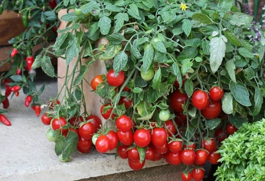 Лучшие сорта томатов для сибири 2022 года | огородникам инфо