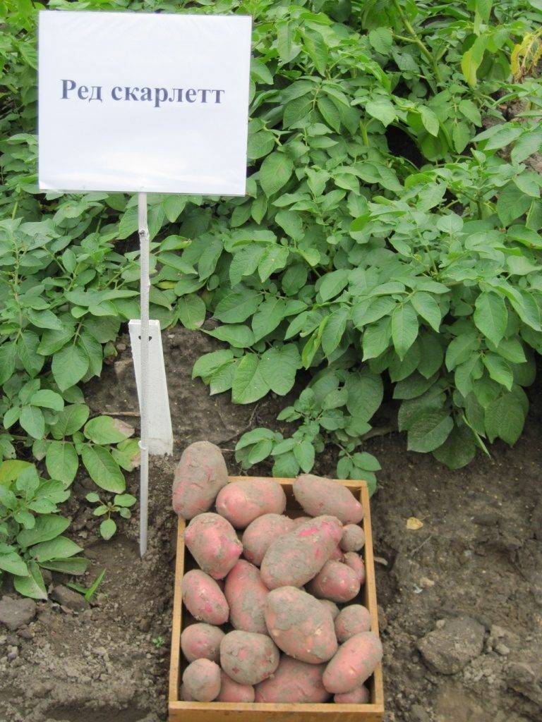 Сорт картофеля ред скарлет – описание, отзывы, фото