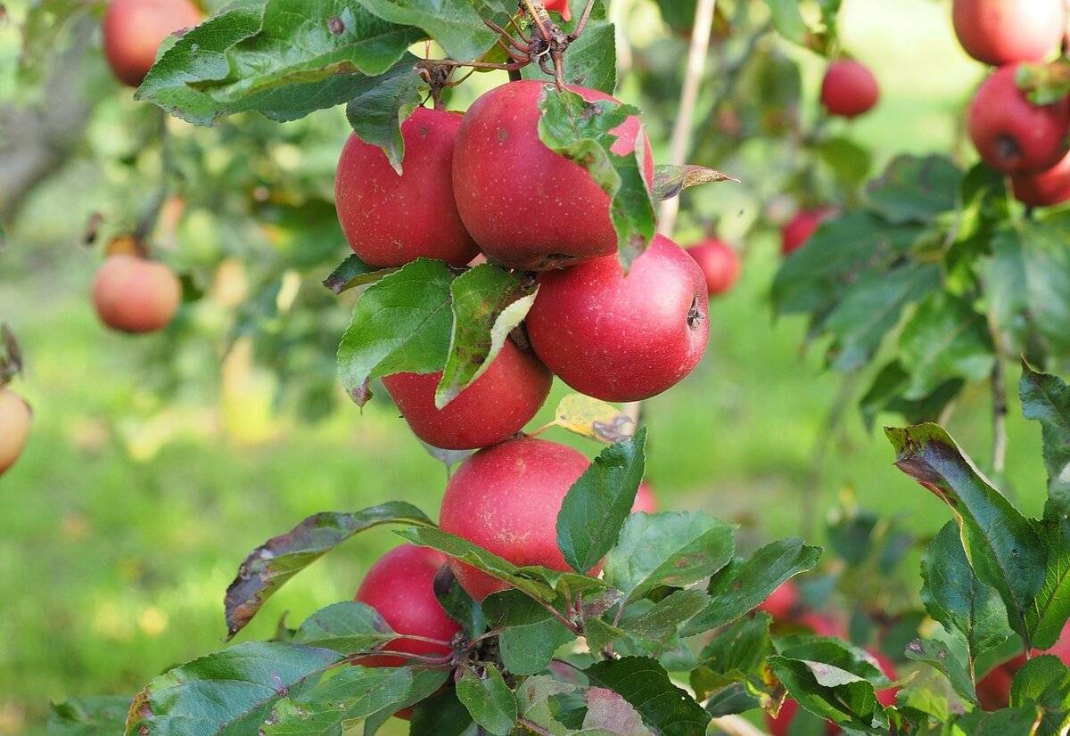 Топ 15 низкорослых яблонь – сорта на карликовом подвое для средней полосы, разной высоты и плодоношения