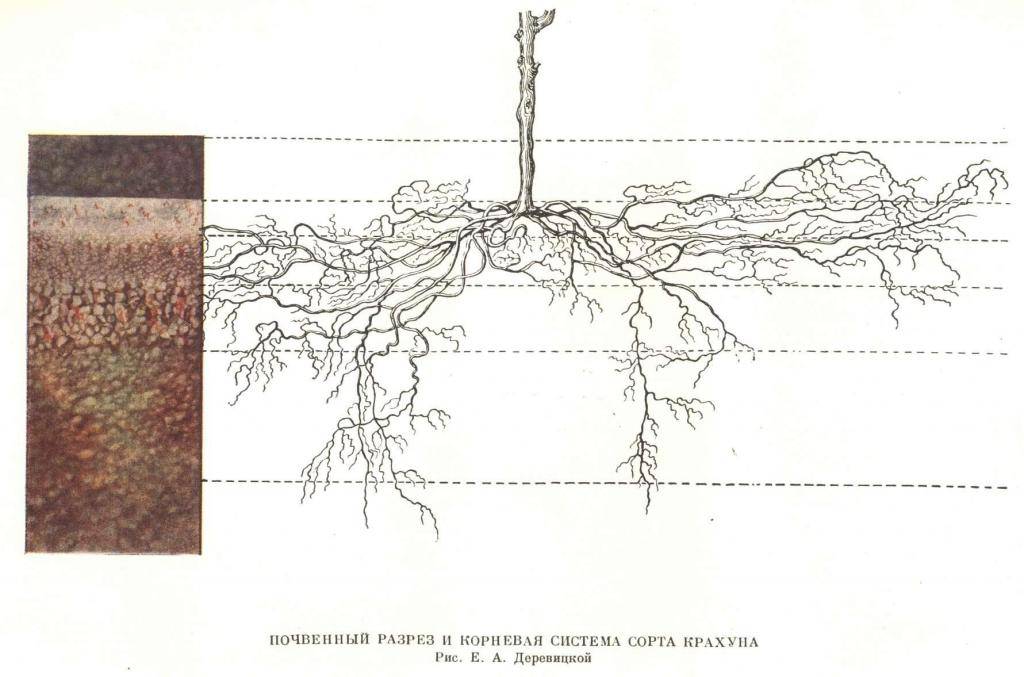 Расположение корневой системы у калины