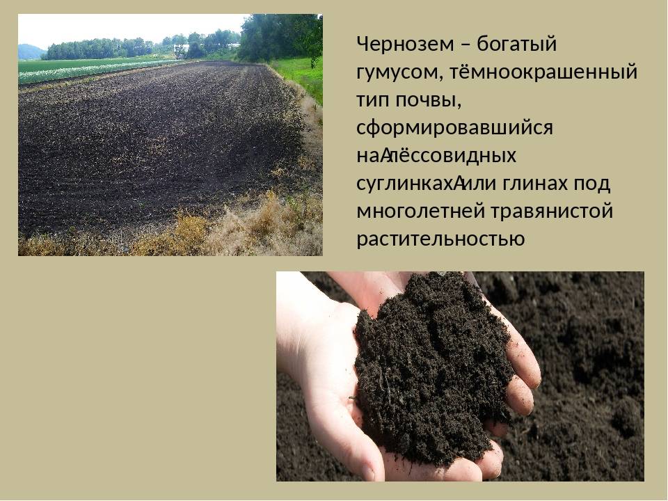 Почвы очень бедные либо вообще не формируются. Перегной в почве. Гумус почвы. Гумус черноземных почв. Почва чернозем.