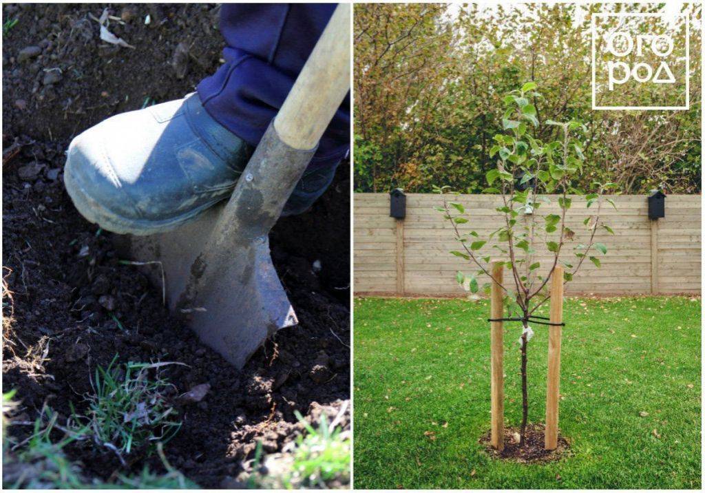 Что посадить рядом с яблоней: совместимость с другими деревьями и кустарниками
