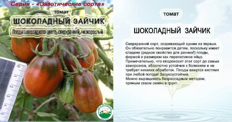 Высокоурожайный томат Шоколадный зайчик: описание сорта