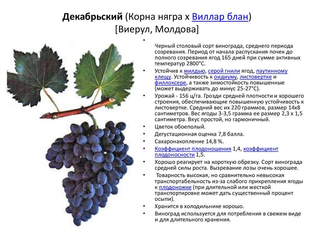 «рабочая лошадка» северных регионов россии — виноград «агат донской» («витязь»)