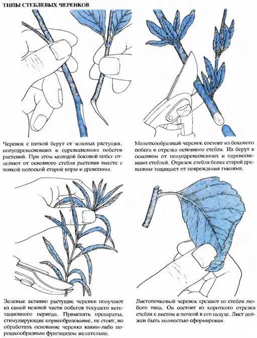 Голубика садовая – посадка и уход, выращивание