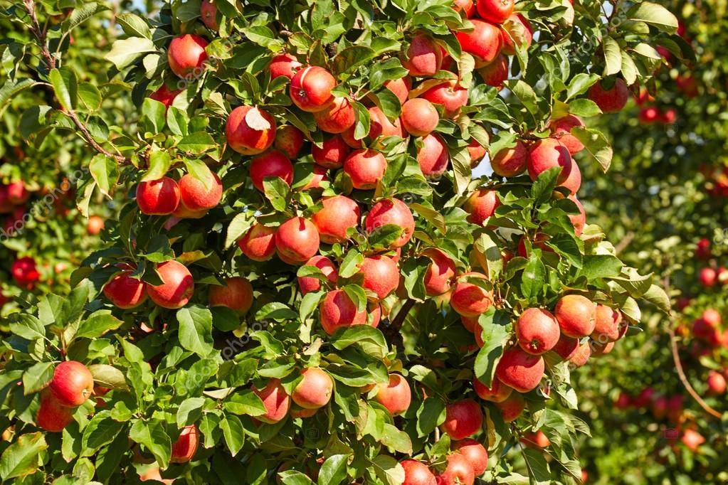 Яблоня гала: особенности сорта и ухода