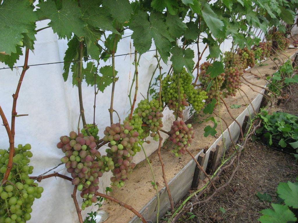 Какой лучше сажать виноград